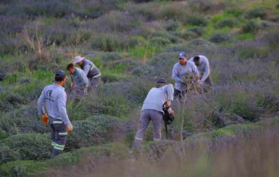 Merkezefendi'nin Mor Güzelliklerinde Hasat Süreci Tamamlandı