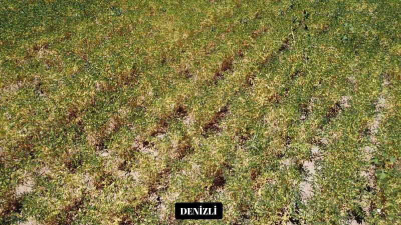 Denizli Dışında Yetiştirilen Yeni Nohut Çeşidi Rekor Verim Sağladı