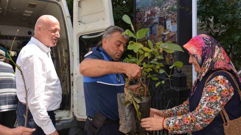 Babadağ Belediyesi çiftçilere ceviz fidanı dağıttı