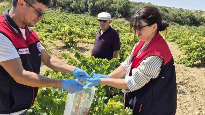 Bekilli'de Üzüm Bağlarından Özel Numune Alma Çalışmaları Devam Ediyor