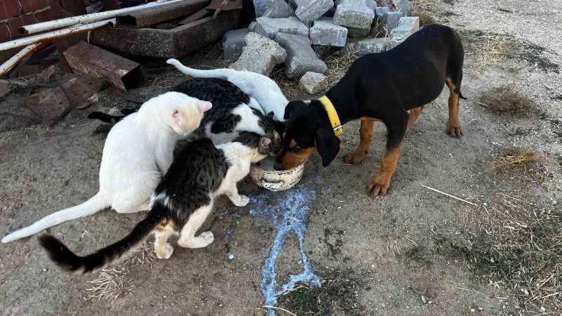 Buldan’da köpek ve kediler aynı kaptan yemek yiyor