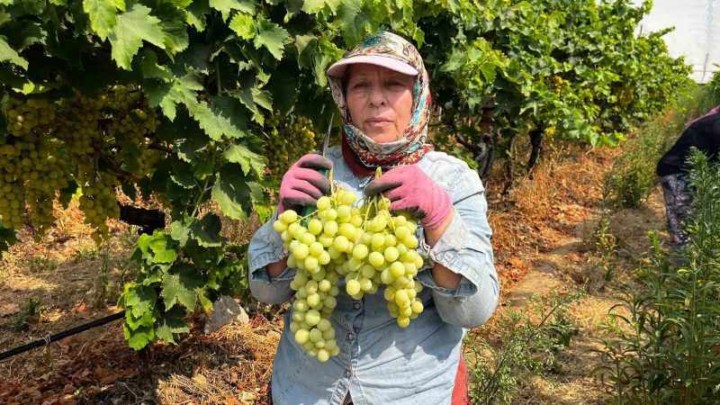 Buldan’da Üzüm Hasadının İlk Sezonu Başladı