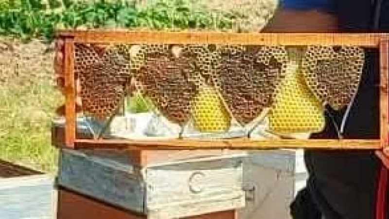 Baklan’da arıların ördüğü kalp şeklindeki petek ortaya çıktı