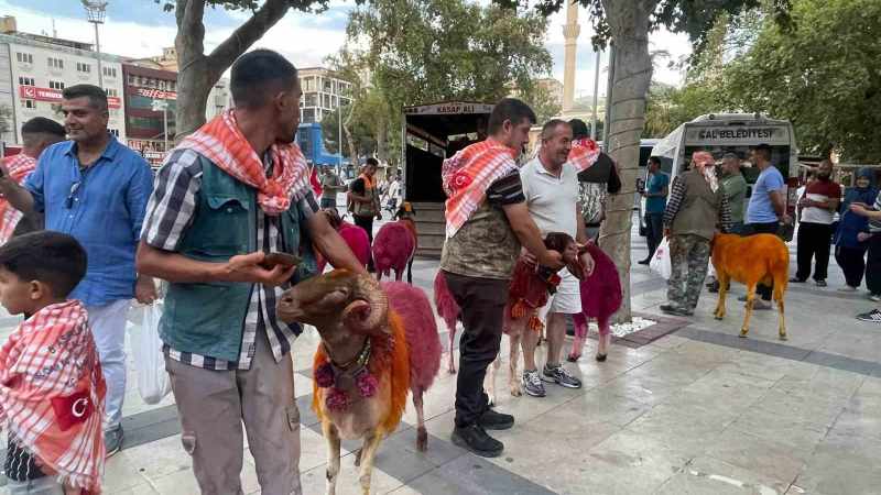 Koyunlar, suya gitmeden önce yolda yürüyüş yaptı