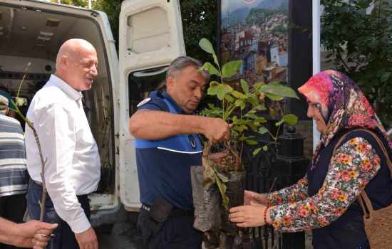 Babadağ Belediyesi çiftçilere ceviz fidanı dağıttı