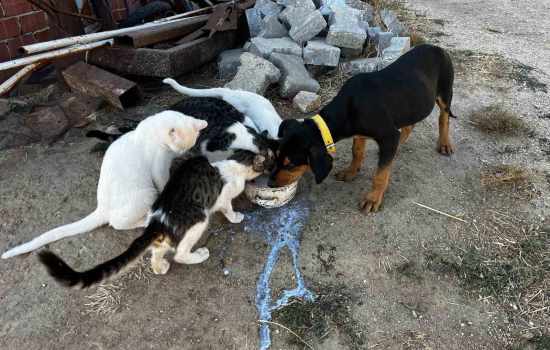 Buldan’da köpek ve kediler aynı kaptan besleniyor
