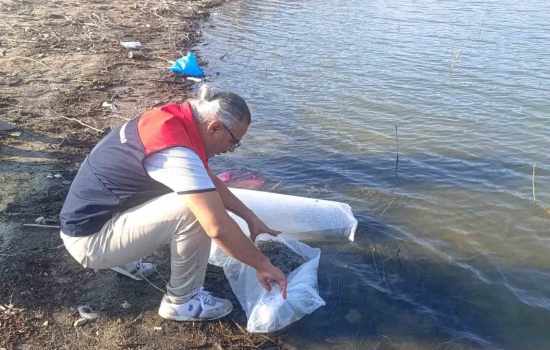 Göletlere 80 Bin Yenidoğan Balık Salındı