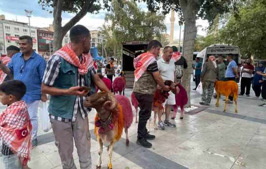 Koyunlar, suya gitmeden önce yolda yürüyüş yaptı
