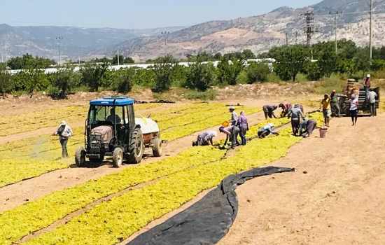 Cumhurbaşkanlığına Üzüm Üreticilerinin Problemleri İletildi