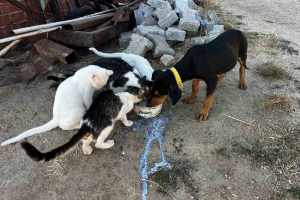 Buldan’da köpek ve kediler aynı kaptan yemek yiyor