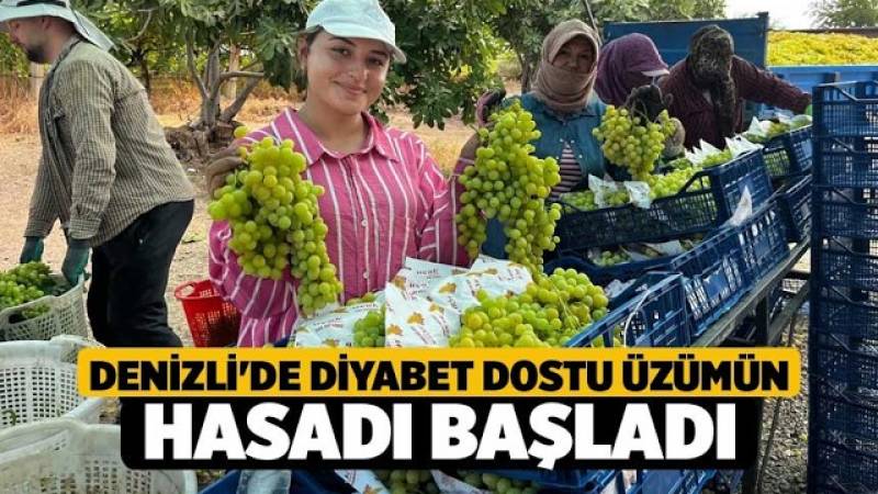 Denizli’de Diyabet Dostu Üzümlerin Hasat Zamanı Geldi