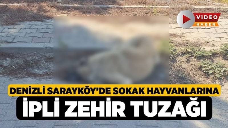 Denizli Sarayköy’de Sokak Hayvanlarına İpli Zehir Tuzağı