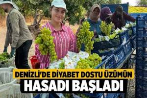 Denizli’de Diyabet Dostu Üzümlerin Hasat Zamanı Geldi
