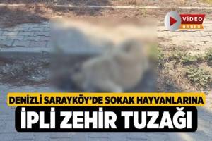 Denizli Sarayköy’de Sokak Hayvanlarına İpli Zehir Tuzağı